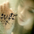 LYn (린)