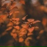Relajación, Relaxing Music, Zona Música Relaxante