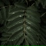 Musica Reiki, Alpha Waves, Ambient Forest