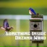 Dazana Ward