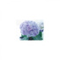 Mindfulness Healing Sleep BGM Project