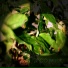 Treale, Unknown Identit