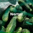 Nortyz