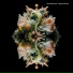 Promise.Dima feat. SEAGXLL, Fleisher