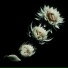 Data Loop, Beatnok, Image