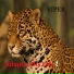 Viper