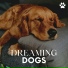 Dog Relaxation