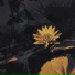 Dianka