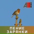 AllVideo