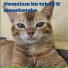 Moymoy mozik