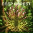 Deep Forest