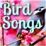 Bird Songs Ambience