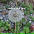 Serene Soundscapes