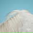 Widowspeak