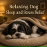 Dog Sleep Lab