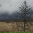 цветение сакуры