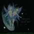 Animal Collective
