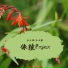 洛天依, 乐正绫