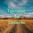 Tricomas del Desierto