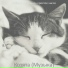 Музыка для кошек простое число