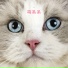 猫咪音乐