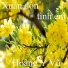 Hoàng Y Vũ