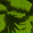 scraizis