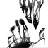 xmorphs