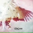ORIGAMI