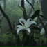 Xheno