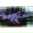 Freeform