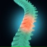 Spine