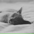 выдающийся Музыка для кошек