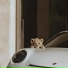 dingo