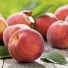 sweet orchard, Музыка для медитации