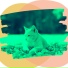 Оживленный Кошачья музыка