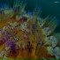 Simplex Sensus