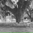 aisake savou