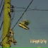 creepykyoto, NVG LL, NR BORGES
