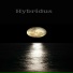 hybridus