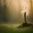 Neurolord