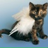 Cat Relaxing Master