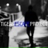 Tigers Project