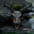 RavRavn