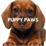 Sleeping Music For Dogs