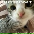 safeinuskn