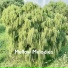 Mellow Melodies