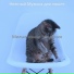 Нежный Музыка для кошек