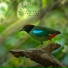 Calming Bird Background Sounds