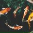 byJ., Karavelo
